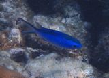 Blue Chromis 