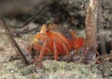 Blue Land Crab 