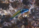 Bluehead; intermediate phase