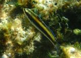 Bluehead; juvenile