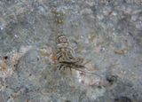 Caribbean Bait Prawn