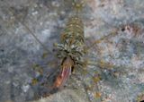 Caribbean Bait Prawn 