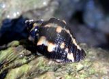Deltoid Rock Shell