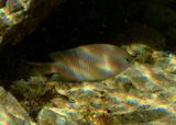 Dusky Damselfish