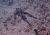 Flying Gurnard 