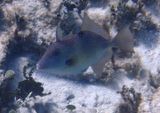 Gray Triggerfish 