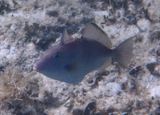Gray Triggerfish 