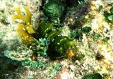 Mantis Shrimp species 
