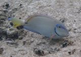 Ocean Surgeonfish 