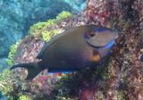 Ocean Surgeonfish 