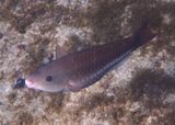 Queen Parrotfish; initial phase