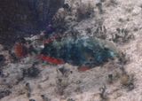 Redband Parrotfish; initial phase