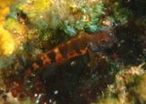 Saddled Blenny 