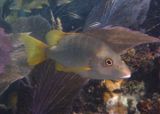 Schoolmaster Snapper 