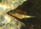 Sharpnose Puffer 
