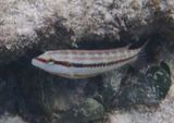 Slippery Dick Wrasse; juvenile