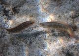Slippery Dick Wrasse; initial phase