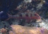 Spotted Goatfish