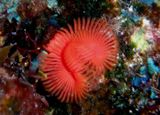 Star Feather Worm