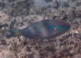 Stoplight Parrotfish; terminal phase 