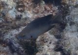 Threespot Damselfish