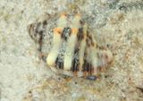 Tricolored Hermit Crab inhabiting Rustic Rock Shell