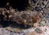 Web Burrfish