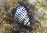 Zebra Periwinkle 