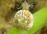 Modulus modulus; Button Snail