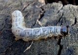 8514 - Scolecocampa liburna; Deadwood Borer 