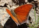 Anaea andria; Goatweed Leafwing; male 
