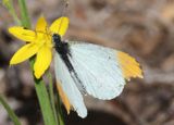 Anthocharis midea; Falcate Orangetip; male