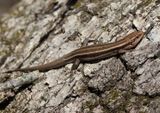 Common Five-lined Skink