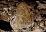 Cyllopsis gemma; Gemmed Satyr