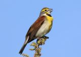 Dickcissel; male 