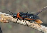 Dolerus Common Sawfly species
