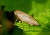 Extrusanus oryssus; Leafhopper species