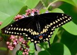 Papilio polyxenes; Black Swallowtail; male