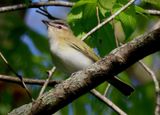 Red-eyed Vireo
