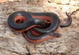 Western Worm Snake 