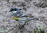 Yellow-rumped Myrtle Warbler; breeding male