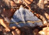 6301.1 - Macaria austrinata; Geometrid Moth species