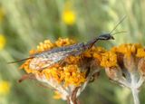 Agulla Snakefly species; female