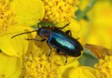 Amplioluperus maculicollis; Leaf Beetle species 