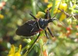 Apiomerus californicus; Bee Assassin species