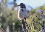 Bells Sparrow 
