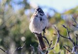 Bells Sparrow