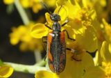 Eupompha elegans; Blister Beetle species