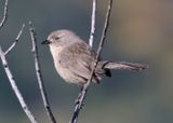 Wrentit 