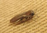 Agrilus illectus; Metallic Wood-boring Beetle species
